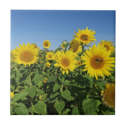 Blume, Sonne, Pflanze, Natur, Sommer, Fliese (Vorderseite)