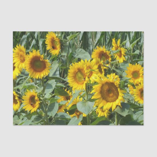 Blume, Sonne, Pflanze, Natur, Sommer, Seidenpapier (Vorderseite)