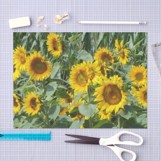 Blume, Sonne, Pflanze, Natur, Sommer, Seidenpapier (Handwerk)