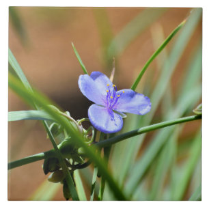 Blume Spiderwort Fliese