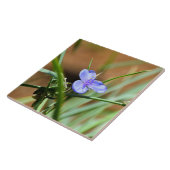 Blume Spiderwort Fliese (Seite)