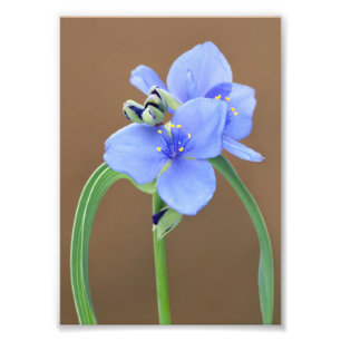 Blume Spiderwort Fotodruck