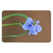 Blume Spiderwort Magnet (Horizontal)