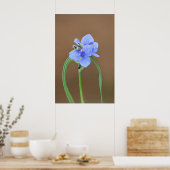 Blume Spiderwort Poster (Küche)