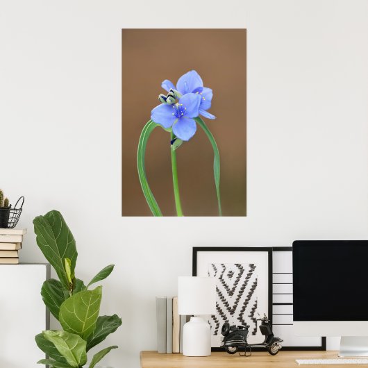 Blume Spiderwort Poster (Heimbüro)