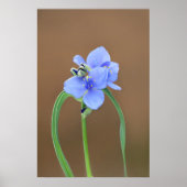 Blume Spiderwort Poster (Vorne)