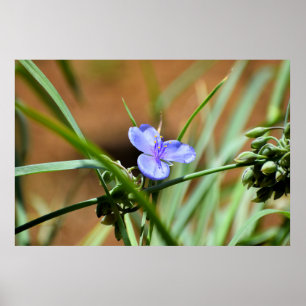 Blume Spiderwort Poster