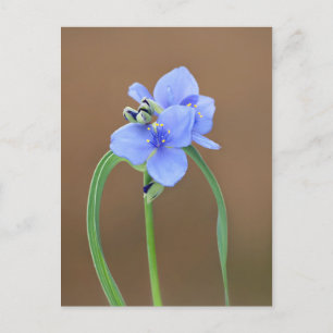 Blume Spiderwort Postkarte