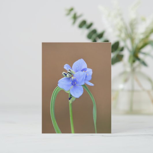 Blume Spiderwort Postkarte (Stehend Vorderseite)