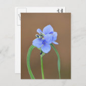 Blume Spiderwort Postkarte (Vorne/Hinten)