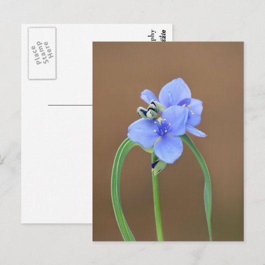 Blume Spiderwort Postkarte (Vorne/Hinten)