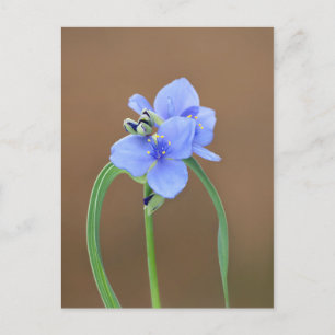 Blume Spiderwort Postkarte