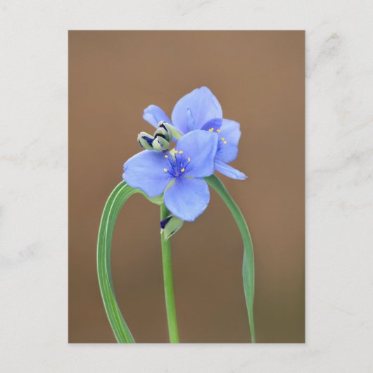 Blume Spiderwort Postkarte (Vorderseite)