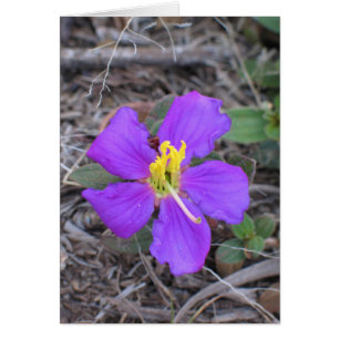 Blume Sri Lanka