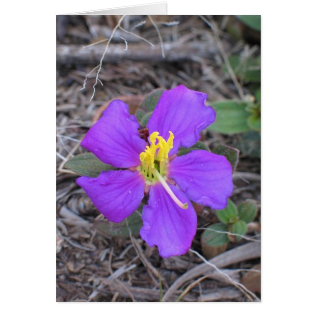 Blume Sri Lanka (Vorne)