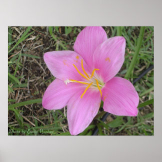 Blume St. Croix Poster