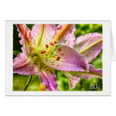 Blume Stargazer Liege (Vorderseite (Horizontal))