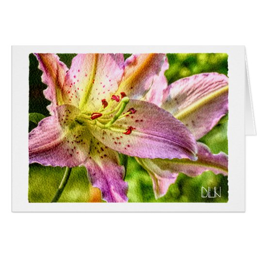 Blume Stargazer Liege (Vorderseite (Horizontal))