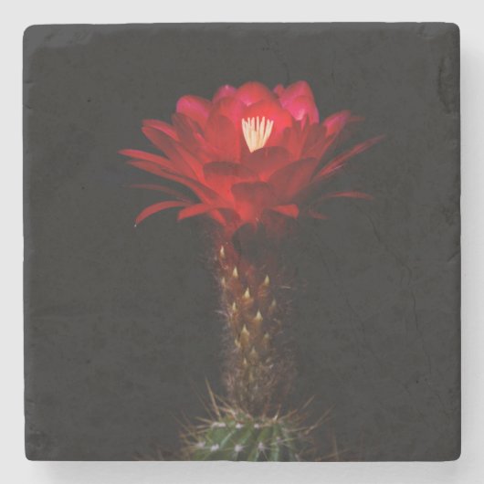 Blume Steinuntersetzer (Vorderseite)