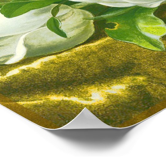 Blume SüdMagnolien Poster (Ecke)