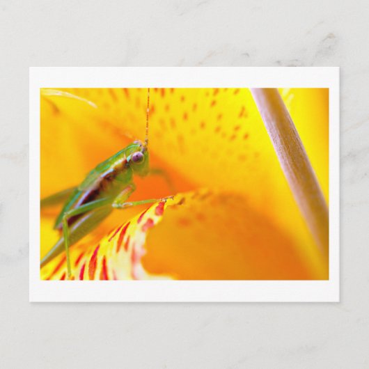 Blume Surfer Postkarte (Vorderseite)