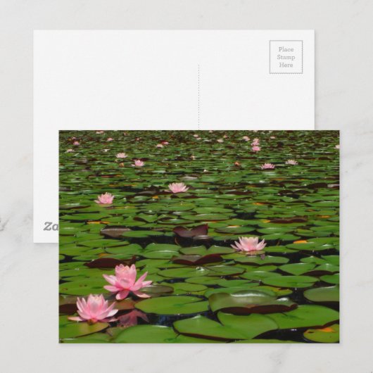 Blume-Teiches Postkarte (Vorne/Hinten)