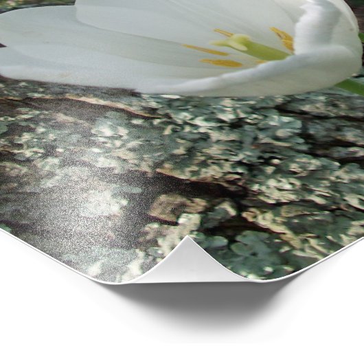 Blume Trio Fotodruck (Ecke)