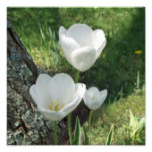 Blume Trio Fotodruck (Vorne)