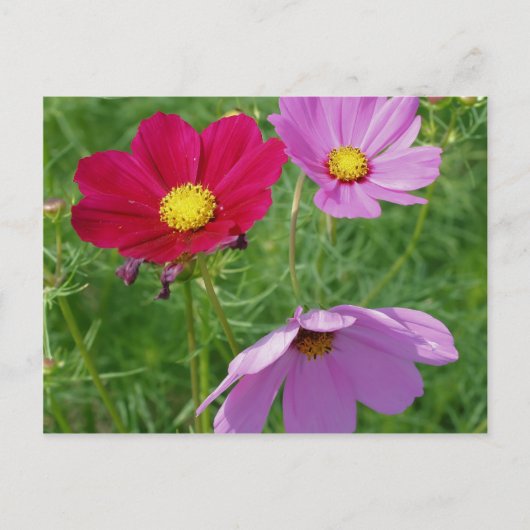 Blume-Trio-Natur Postkarte (Vorderseite)