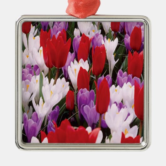 Blume Tulip Colorado Silbernes Ornament (Vorne)