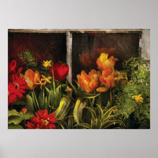 Blume - Tulips in einem Fenster Poster (Vorne)