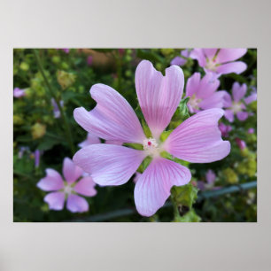 Blume über dem Zaun Poster