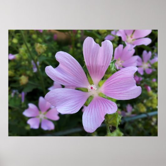 Blume über dem Zaun Poster (Vorne)