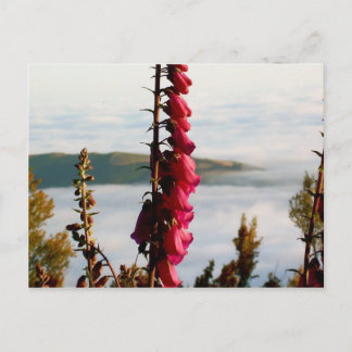 Blume über Wolken Postkarte