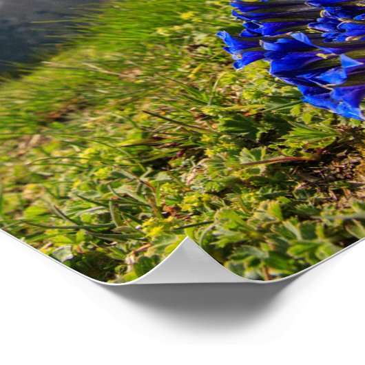 Blume und Berge des Clusius Poster (Ecke)