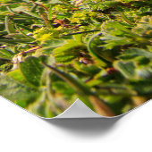 Blume und Berge des Clusius Poster (Ecke)