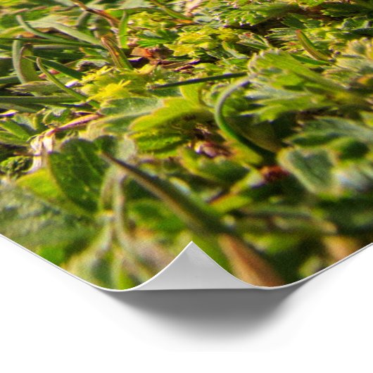 Blume und Berge des Clusius Poster (Ecke)