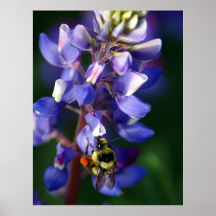 Blume und Biene Poster