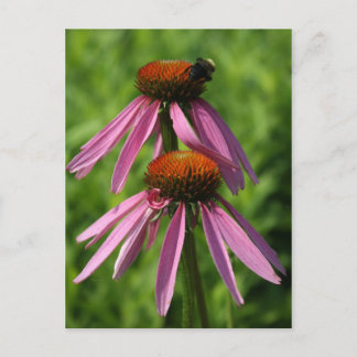 Blume und Biene Postkarte