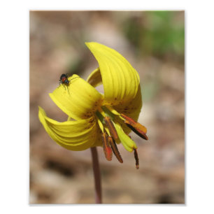Blume und Feuerwehrfreund 8x10 Fotodruck