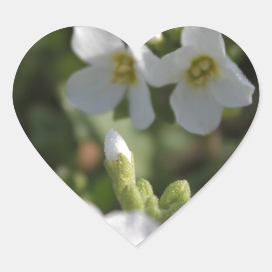 Blume und grüne Blätter in einem weißen Sommergart Herz-Aufkleber (Vorderseite)