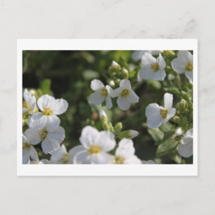 Blume und grüne Blätter in einem weißen Sommergart Postkarte