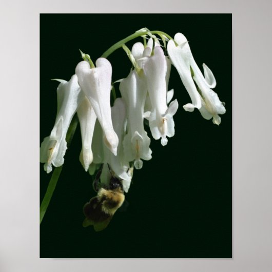 Blume und Hummel Poster (Vorne)
