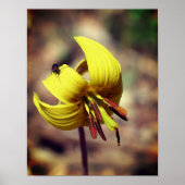 Blume und Insektenfreund Poster (Vorne)