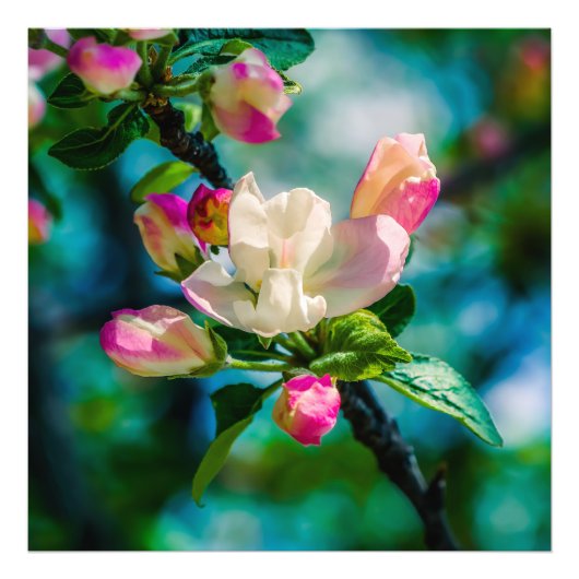 Blume und Knospen Fotodruck (Vorne)