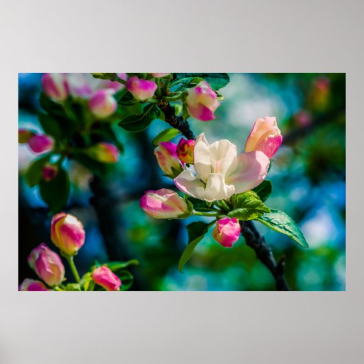 Blume und Knospen Poster (Vorne)