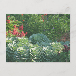 Blume und Kohl Postkarte