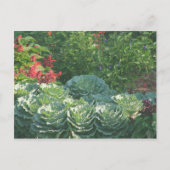 Blume und Kohl Postkarte (Vorderseite)