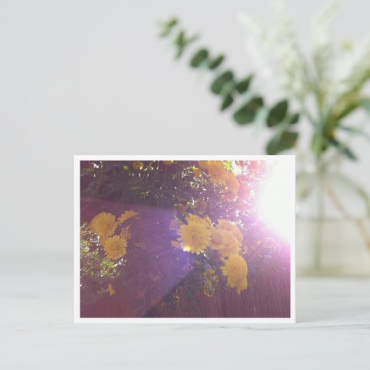 Blume und Licht Postkarte (Stehend Vorderseite)