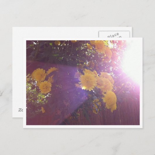 Blume und Licht Postkarte (Vorne/Hinten)